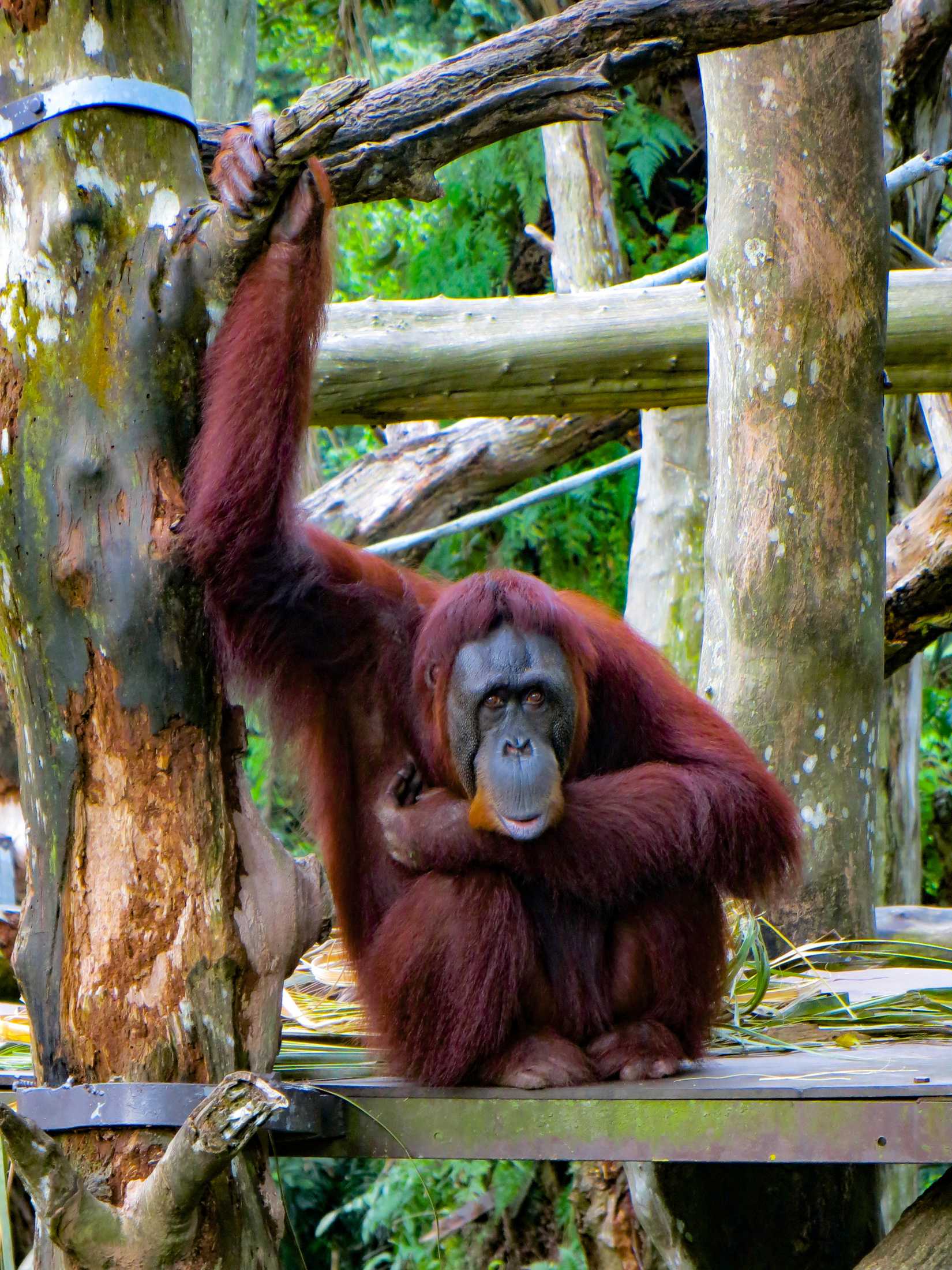One of the orangutans that Singapore Zoo is so famous for gazes into the distance, whilst holding onto a branch above.