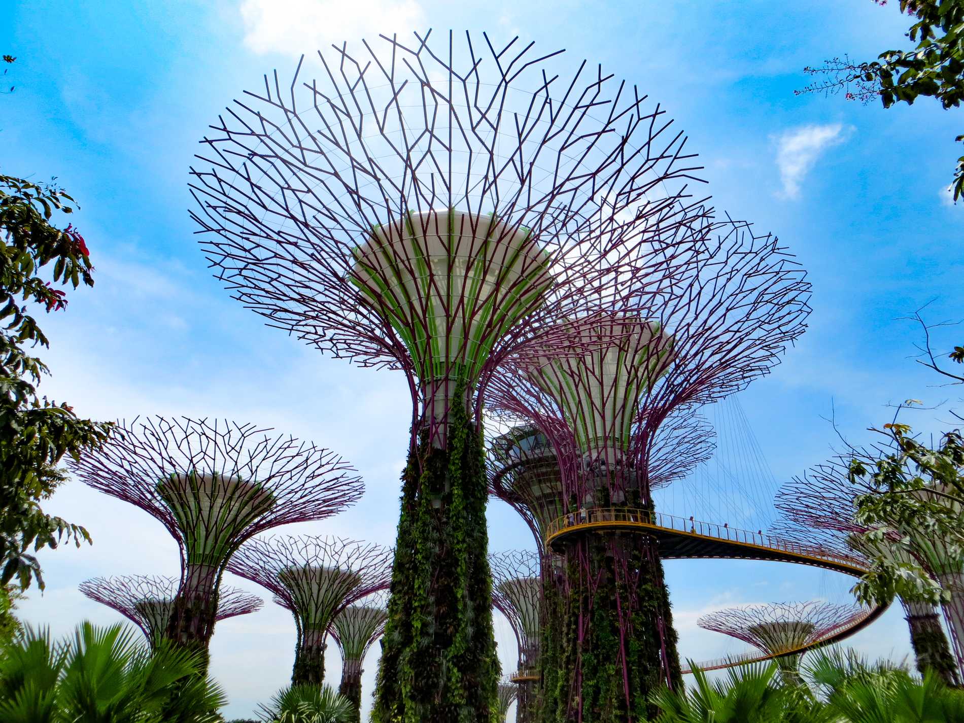 Measuring between 25 and 50 metres tall, Gardens by the Bay's Supertrees provide shade in the scorching heat.