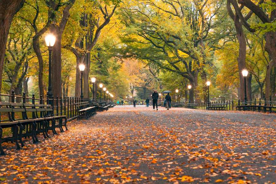 A tree lined path in Central Park, New York with golden autumnal leaves on the ground.