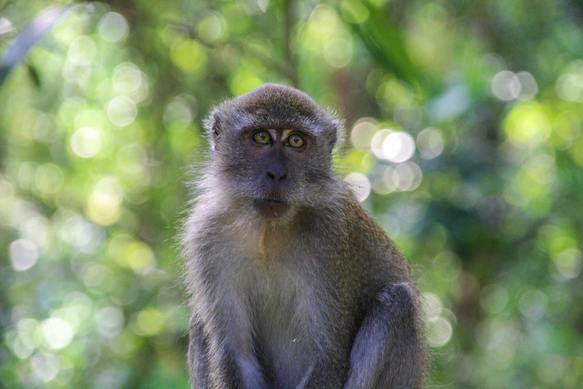 A long-tailed macaque gazes towards the camera whilst sitting on a branch at MacRitchie Reservoir.